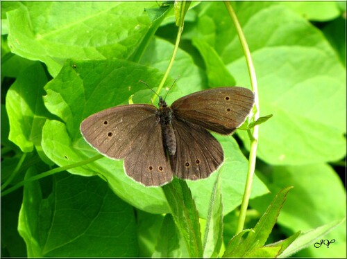 Papillon tristan