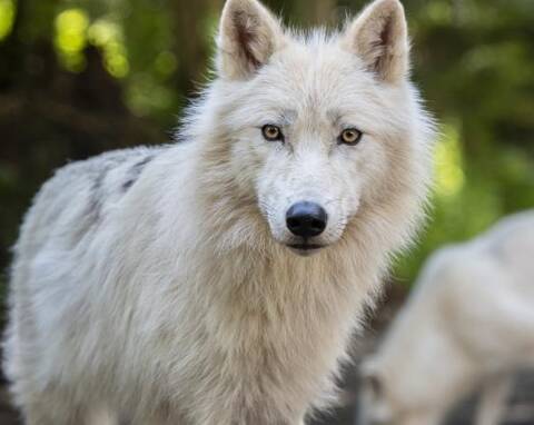 PHOTOS. Découvrez les premières images des trois loups blancs qui viennent  d'arriver au parc Alpha - Nice-Matin