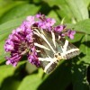 papillon écaille chinée - recto