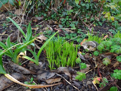 bon le jardin avance 