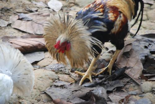 Jeudi 18 juillet Iban et Ooo Haa