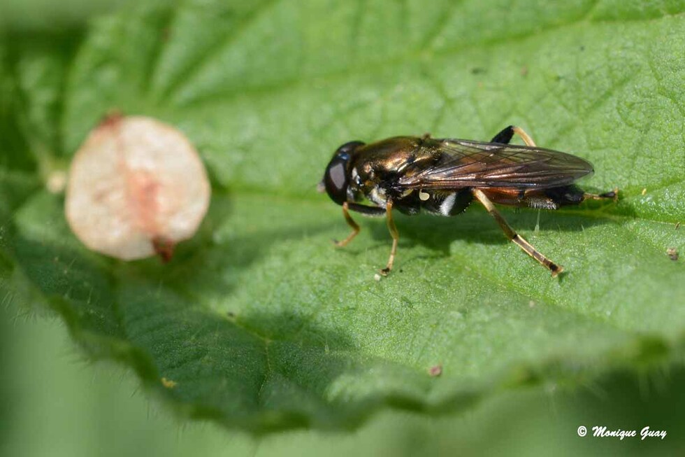 Insectes en zoom