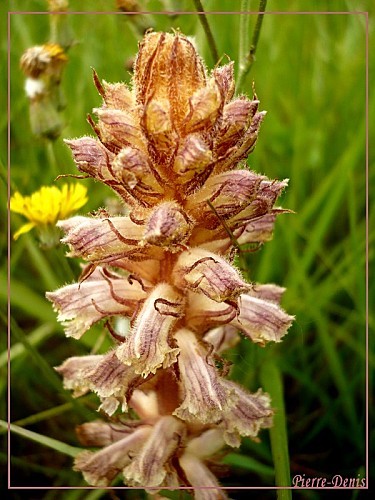 Orobanche3