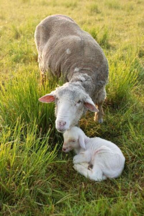 Petits moutons