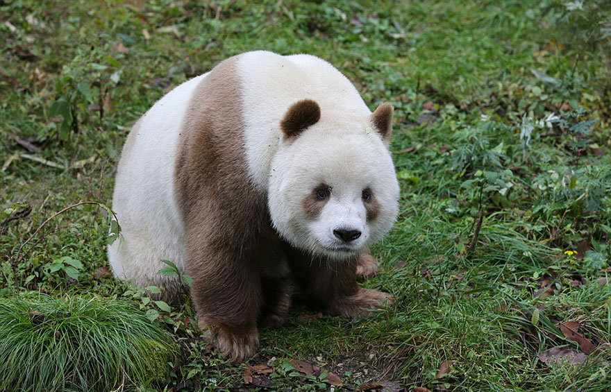 C  P  PANDAS  BRUNS