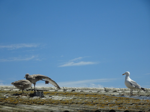 Naissance dans la famille goelands