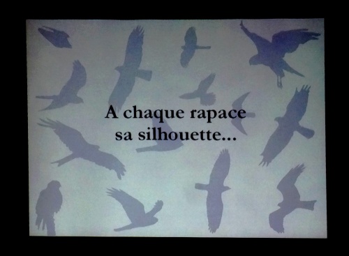 "Les rapaces diurnes en Côte d'Or", une conférence de Joseph Abel, directeur de la LPO...