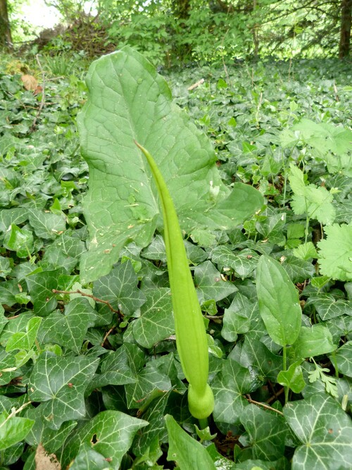 Arum maculatum