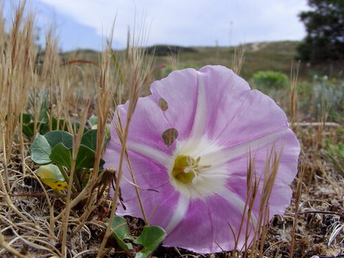 fleurs de bord de mer