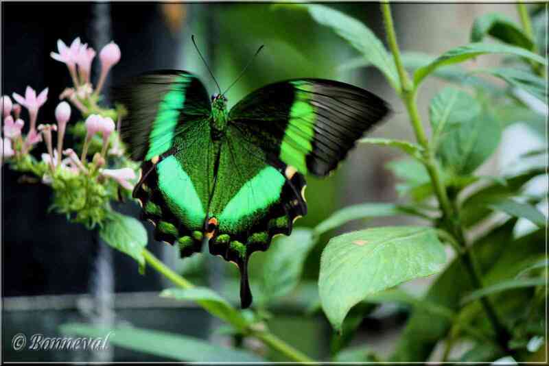 Papillons tropicaux Papilio palinurus