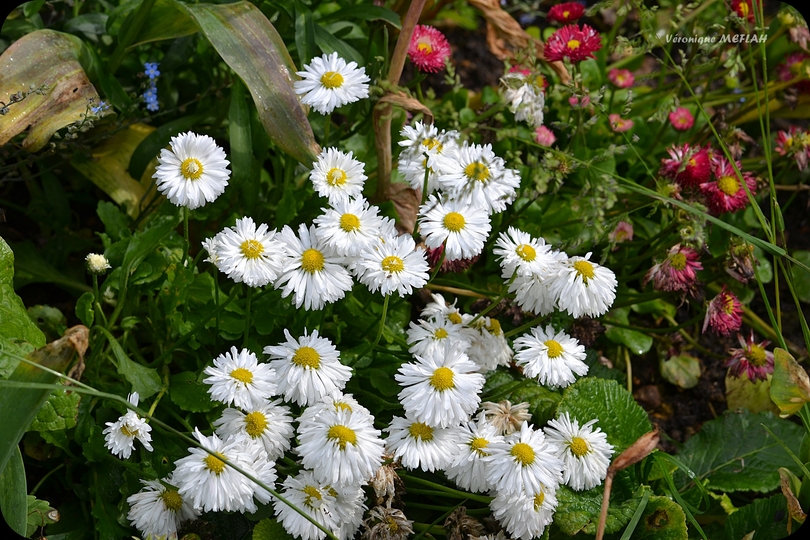 Rambouillet : Les pâquerettes