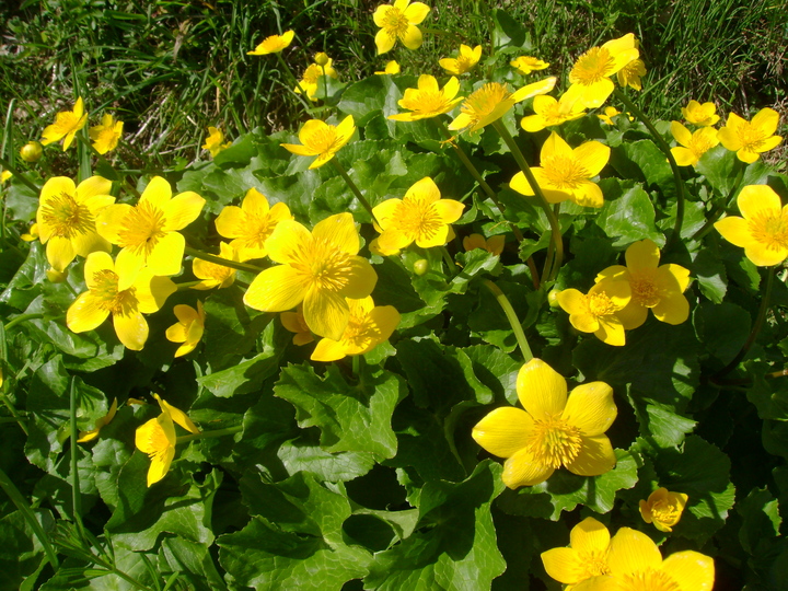 LES FLEURS CHAMPETRES DU PRINTEMPS.