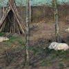 loup d\'alaska - zoo boissiere du dore.JPG