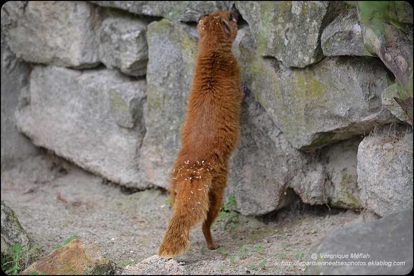 La Ménagerie, Zoo du Jardin des Plantes : Mangouste Jaune ou mangouste fauve