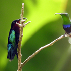 Dialogue avec un colibri madère - Photo : Yvon