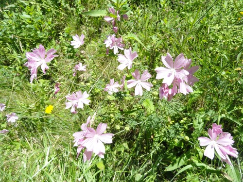 Fleurs roses