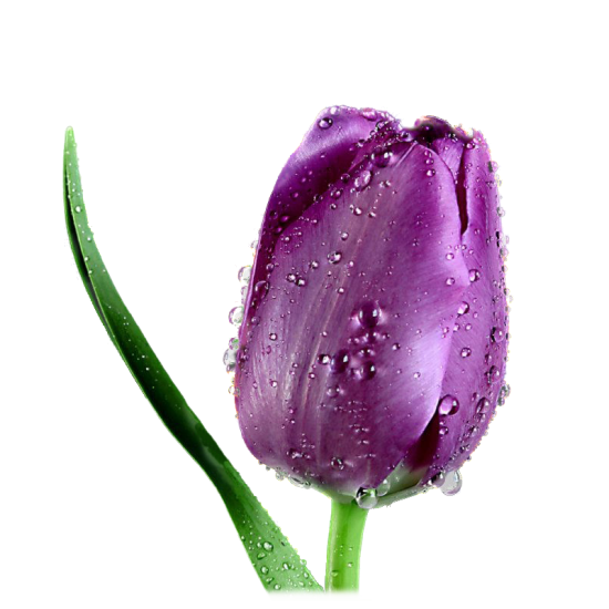 Fleurs fond transparent , Chez Rose Bleue