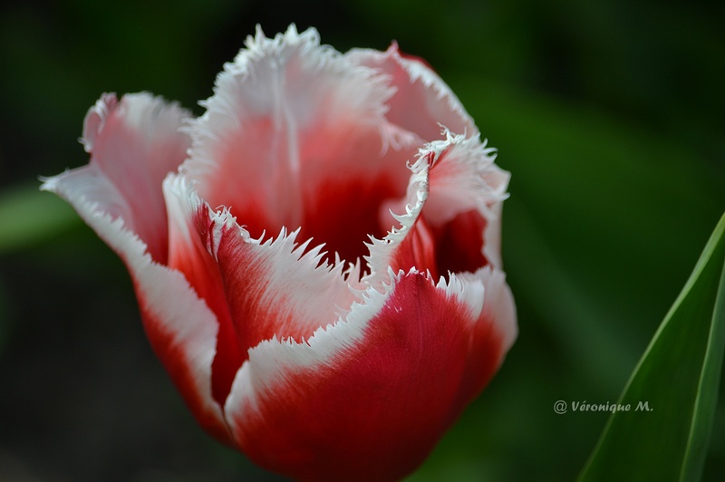 Rambouillet : Des tulipes de toutes les couleurs