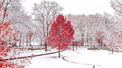 Hiver givré et enneigé