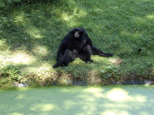 Bioparc de Doué la Fontaine (15).