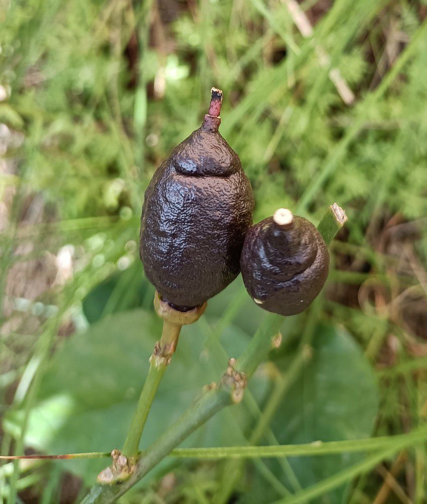 Variétés d'agrumes : le citronnier à citrons noirs...