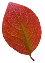 Tubes feuilles