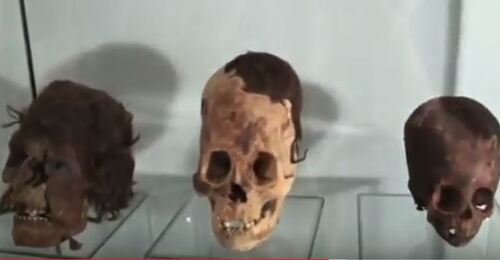 Les crânes non humains de Paracas