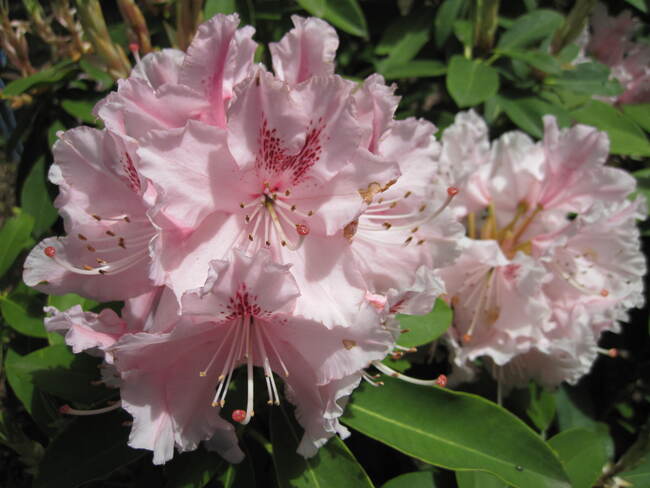 Rhododendron hybride ' Albert Schweitzer '