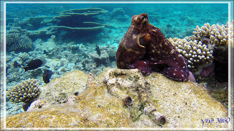 Poulpe de récif commun ou Pieuvre, Common reef octopus (Octopus cyanea)  - Snorkeling à Thudufushi - Atoll d'Ari - Maldives