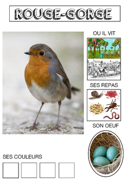 Le cahier des oiseaux (1)