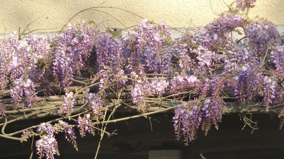 Je suis desendue dans mon ..Jardin !!