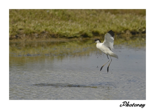 Avocette élégante