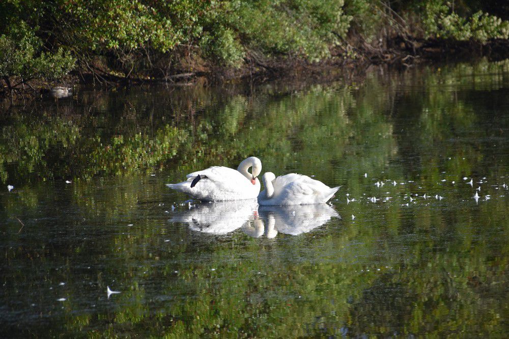 Un couple de cygnes blancs en septembre 2020...