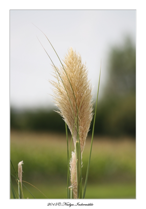 Herbe de la Pampa