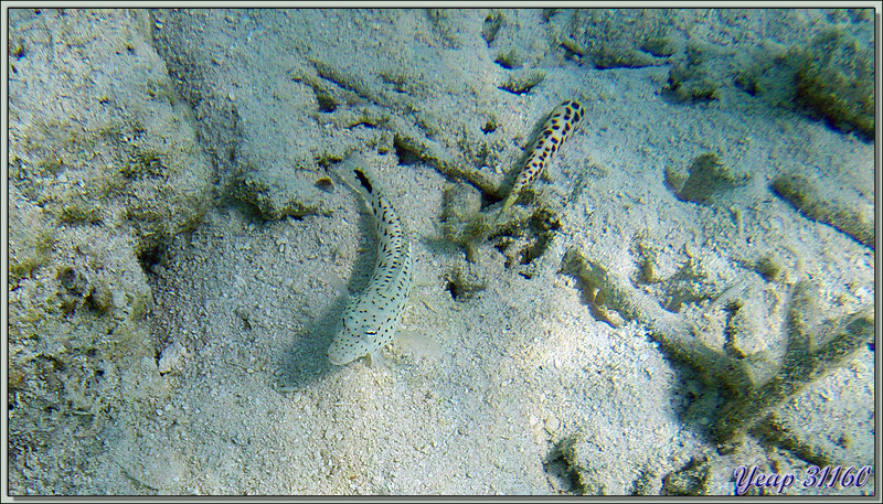 Perche des sables (Parapercis hexophthalma) et gastéropode Térèbre (Terebra subulata ?) - Athuruga - Atoll d'Ari - Maldives