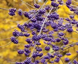 Le Callicarpa dichotoma Issai