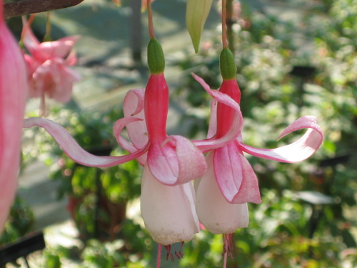 Au jardin des Plantes de Rouen