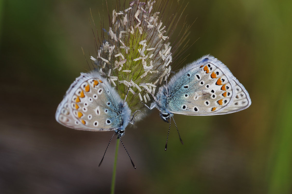 Papillon des Dunes 