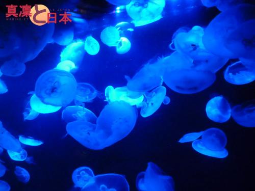 Bon, c'est kawaii ou pas les méduses ?