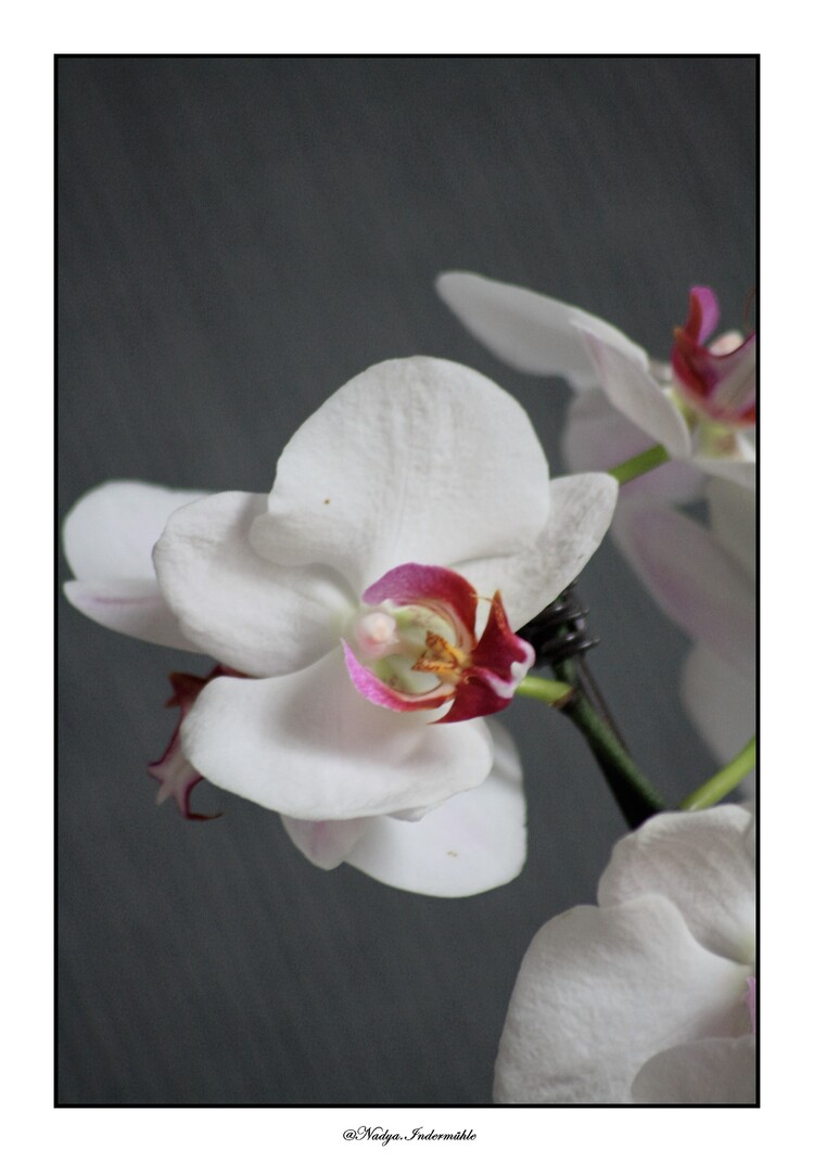 Ma collection d'Orchidée