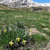 Narcisse faux-narcisse (Narcissus pseudo-narcissus subsp bicolore) et Pène de la Glère