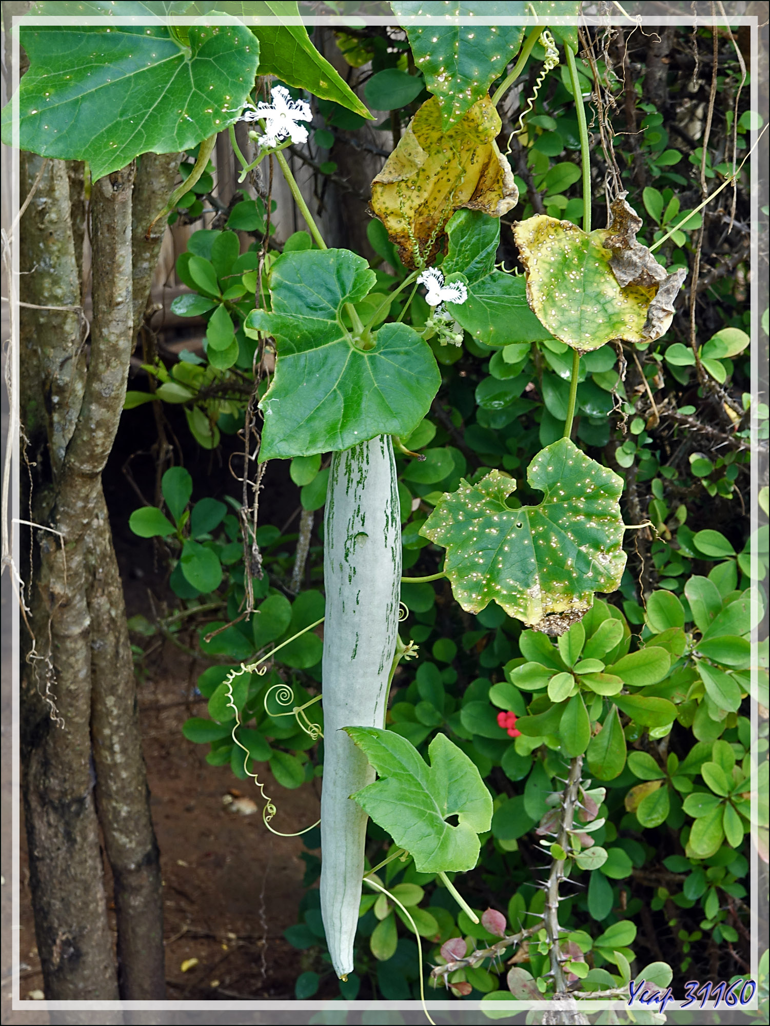 plante de courge serpent