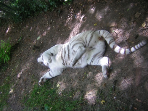 PARC ZOOLOGIQUE DE BEAUVAL EN SOLOGNE