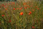 Plantes messicoles : Coquelicot