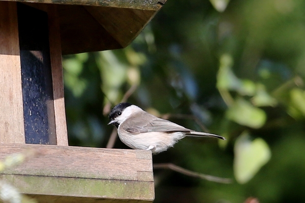 Mésange nonnette