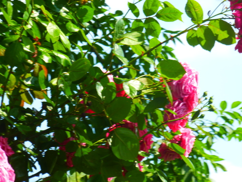   AMIENS    /     LES HORTILLONNAGES