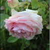 Eden rose