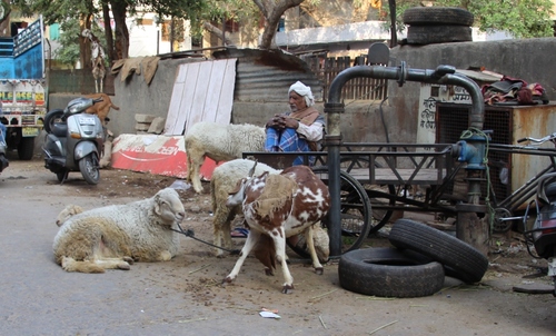 Dans les rues de Jaipur, suite