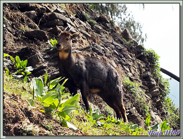 Blog de images-du-pays-des-ours : Images du Pays des Ours (et d'ailleurs ...), Goral "Chamois ou Chèvre de l'Himalaya" (Naemorhedus goral) - Monastère de Cheri - Bhoutan