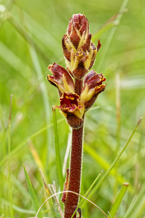 Orobanche du thym